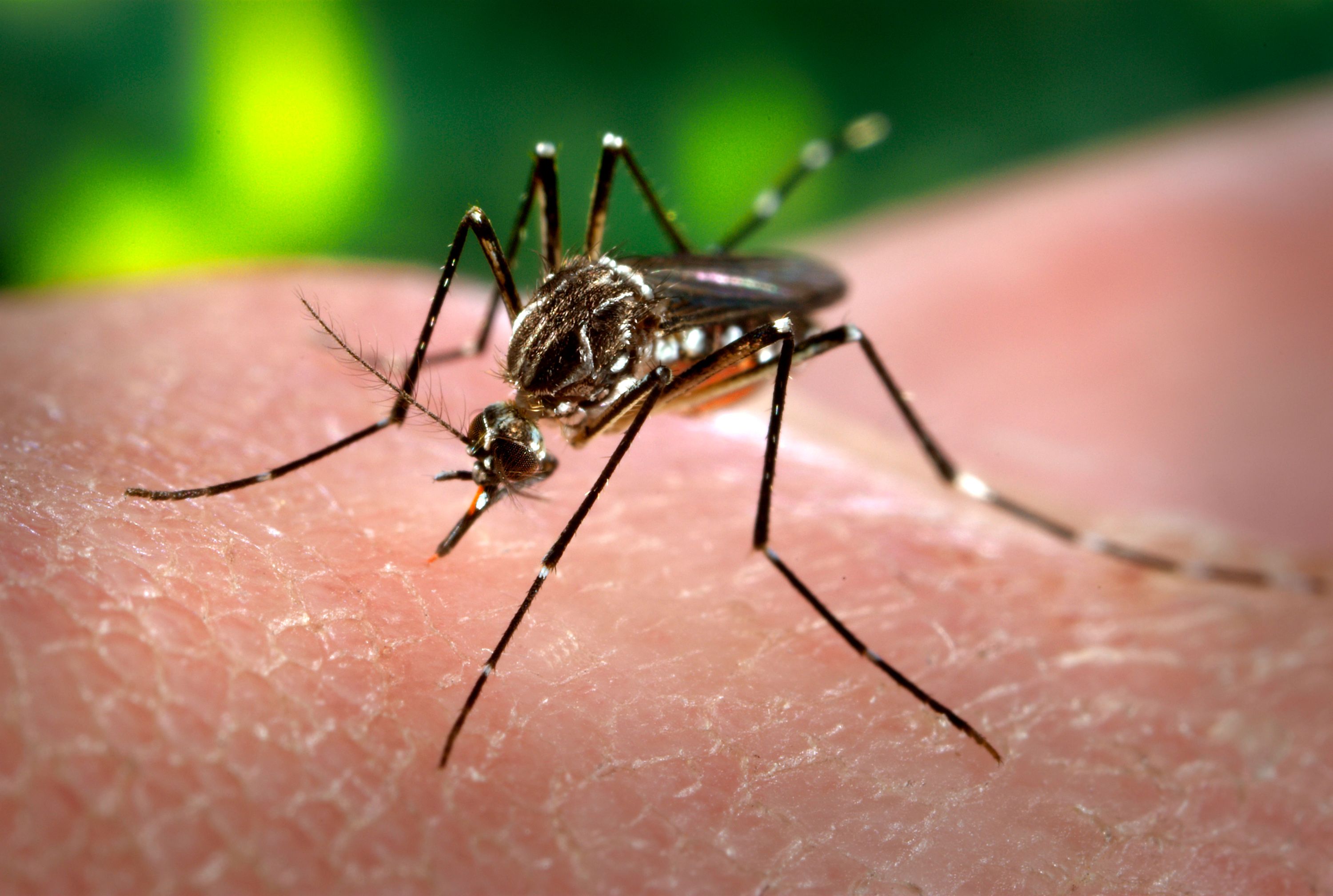 Notifican el fallecimiento de una mujer con diagnóstico positivo de dengue