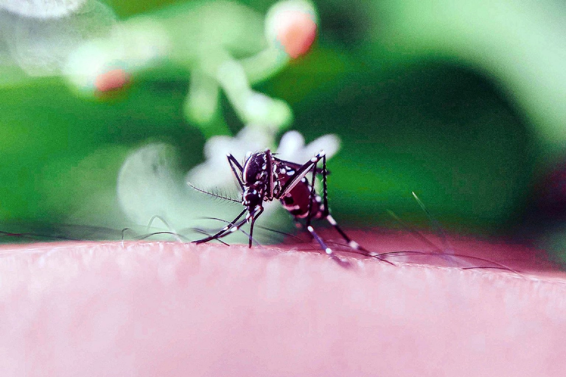 La provincia actualizó los datos de dengue y covid-19