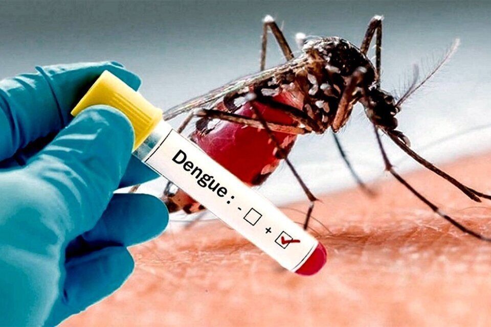 Se registraron 497 casos nuevos de dengue y 44 de coronavirus