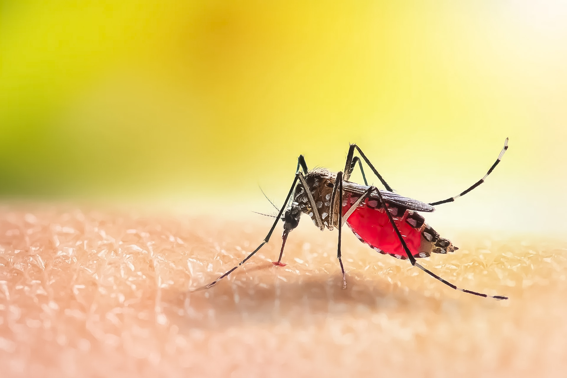Disminuyen los casos de dengue en la provincia