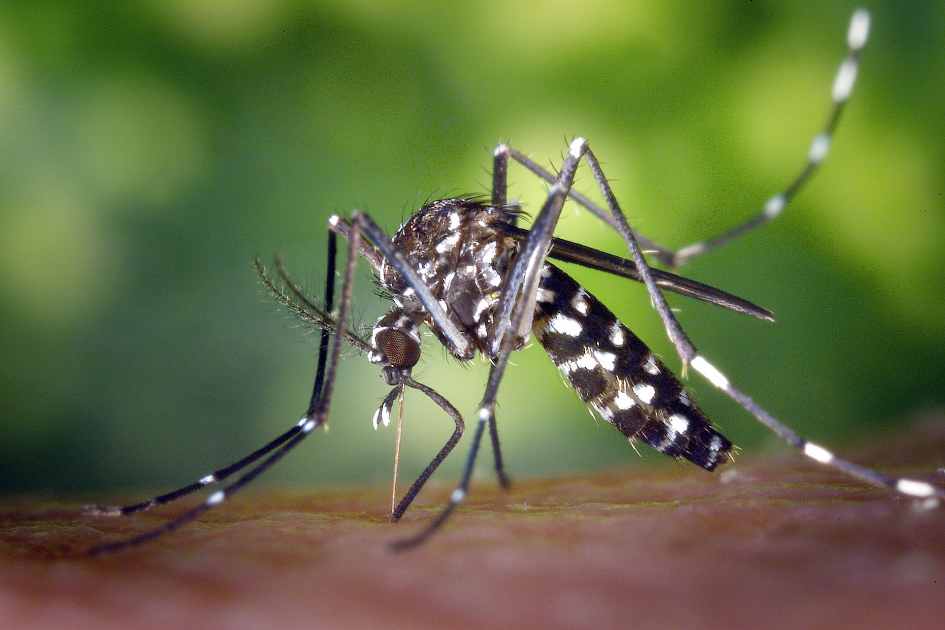 Entre Ríos: brote histórico de dengue