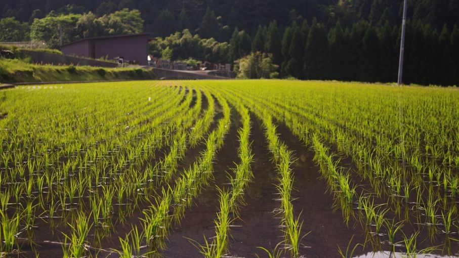 Se lanzará el sello de calidad "Arroz Entrerriano"