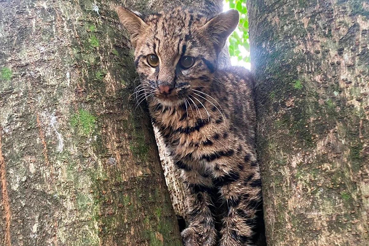 Un gato montés apareció en una vivienda de Santa Elena