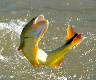 La Paz se prepara para la 32° Fiesta del Dorado Entrerriano