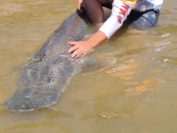 En Entre Ríos rige la veda para la pesca de surubí hasta el 15 de marzo