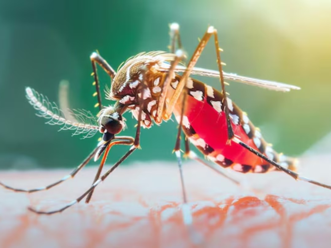 Detectan un segundo caso sospechoso de dengue en La Paz