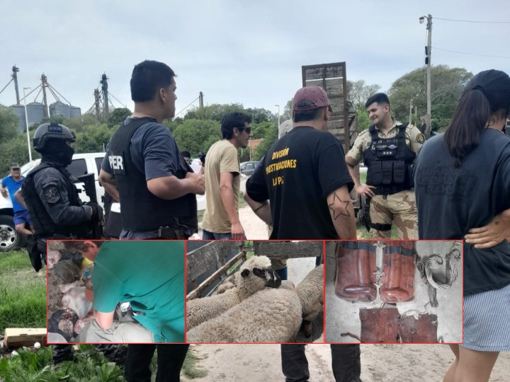 Allanamiento en Bajada de la Cruz: secuestran carne y ovinos sustraídos