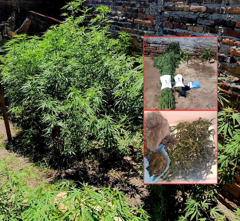 Piedras Blancas: secuestran 16 plantas de marihuana en un allanamiento por hurto