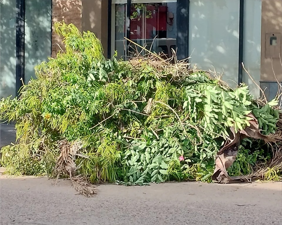 Residuos de poda: el municipio recordó cómo solicitar el servicio de retiro a domicilio