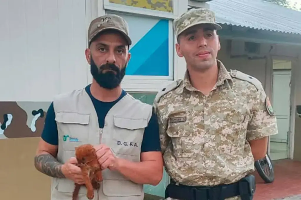 Indignante: Rescatan a un puma yaguarundí que una familia tenía desnutrido en cautiverio