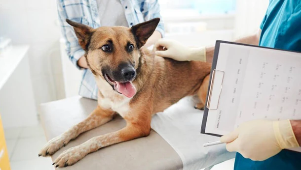 Atención: Zoonosis otorgará turnos para esterilizaciones quirúrgicas