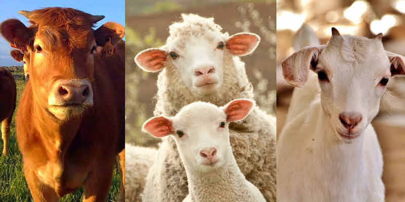 Convocan a productores a una charla sobre créditos ganaderos