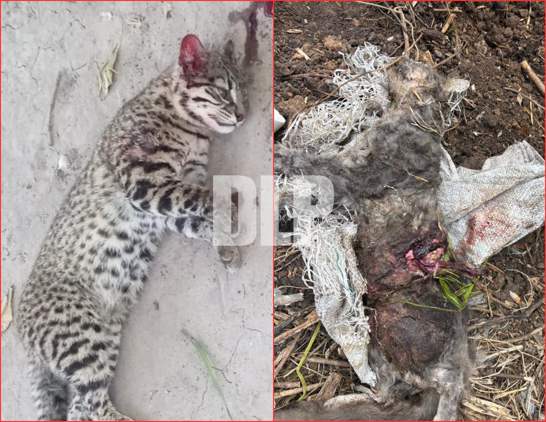 “Lo reventaron de un escopetazo": denuncian la muerte de un gato montés y una mascota en barrio Puerto