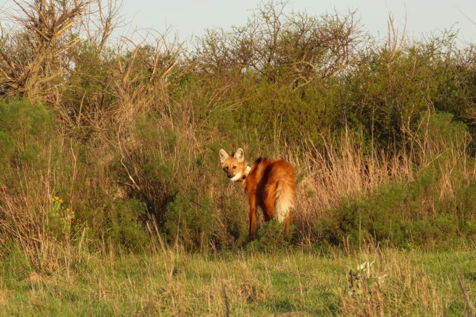 Entre Ríos liberó un nuevo ejemplar de aguará guazú en la Reserva El Potrero